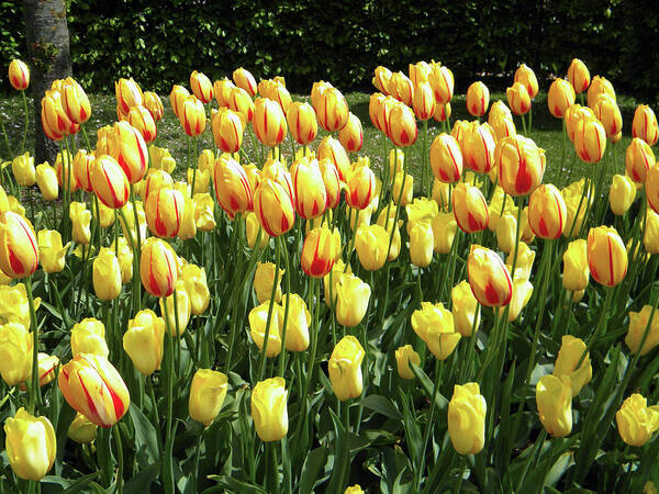 Tulips Poster featuring the photograph Plenty of tulips by Manuela Constantin