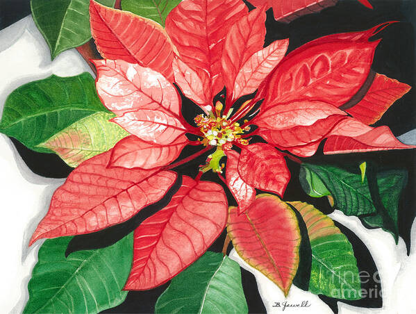 Red Flower Poster featuring the painting Poinsettia, Star of Bethlehem by Barbara Jewell