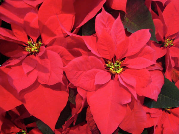 Poinsettias Poster featuring the photograph Poinsettias by Sandy Taylor