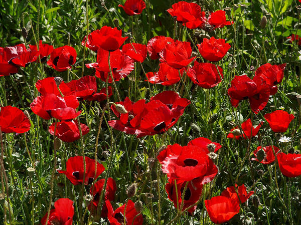 Papaver Poster featuring the photograph Poppies 04 by Arik Baltinester