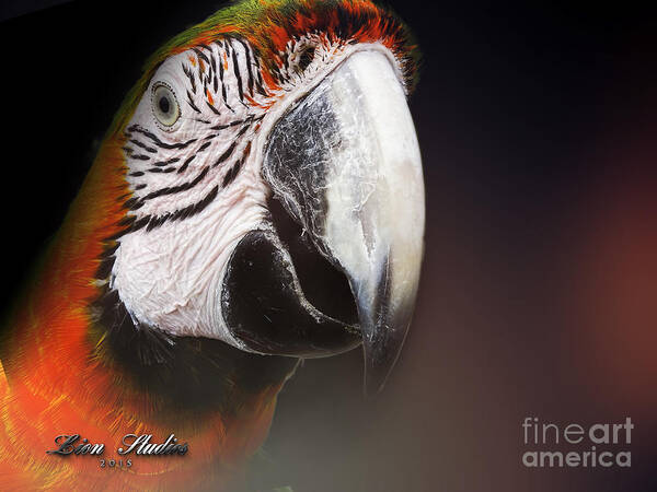 Photoshop Poster featuring the photograph Portrait Of A Parrot by Melissa Messick