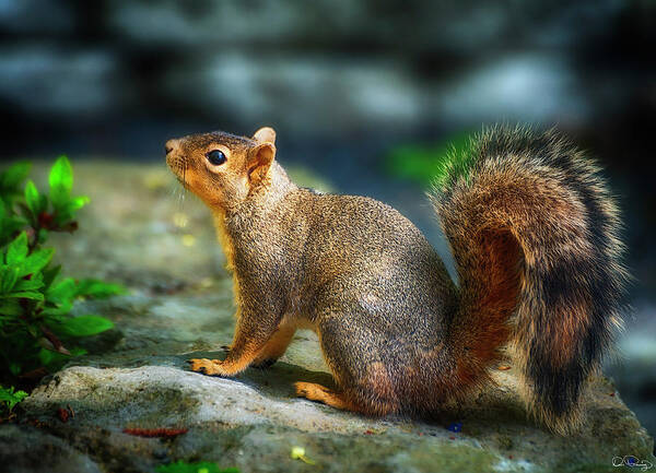 Squirrel Poster featuring the photograph Portrait Of A Squirrell by Dee Browning