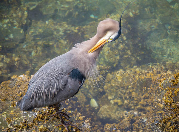 Heron Poster featuring the photograph Preening Heron by Jerry Cahill