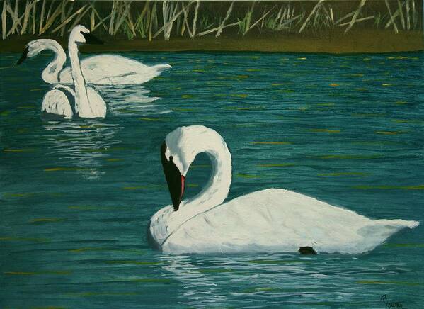 Swans Poster featuring the painting Preening Swans by Robert Tower