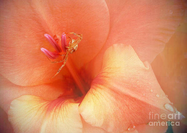 Macro Poster featuring the photograph Pretty Orange Petals by Kathi Mirto