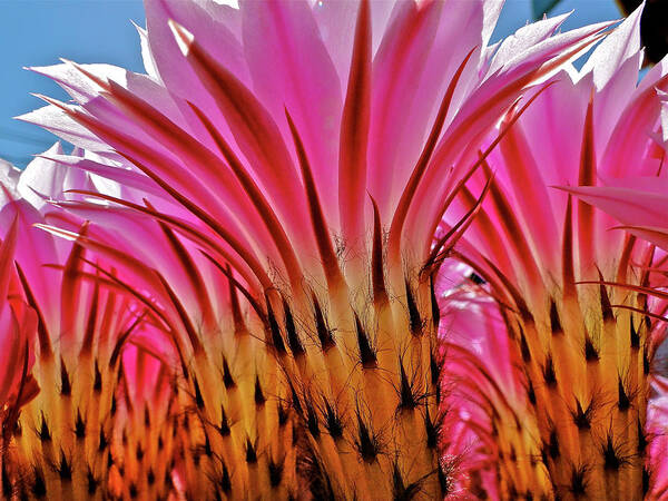 Cactus Poster featuring the photograph Prickly Pink by Liz Vernand