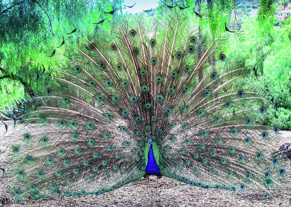 Peacock Poster featuring the photograph Proud by Alison Frank
