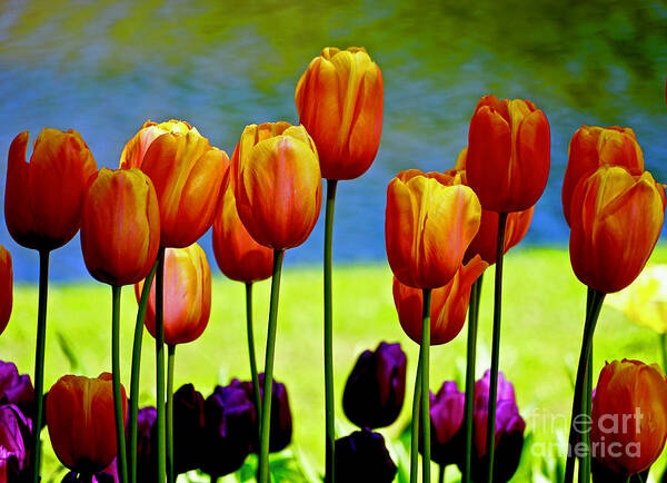 Flowers Poster featuring the photograph Proud Tulips by Michael Cinnamond