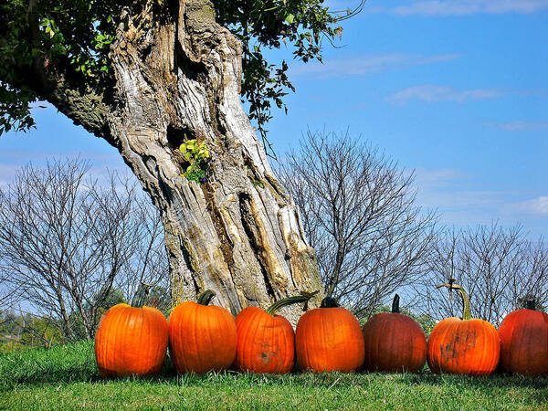 Landscape Poster featuring the photograph Pumpkins in a Row by Steve Karol