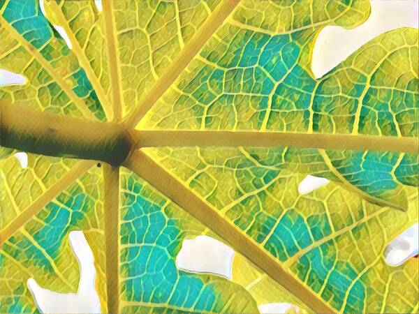 #flowersofaloha #papaya #leaf #puna #turquoise Poster featuring the photograph Puna Papaya Leaf by Joalene Young