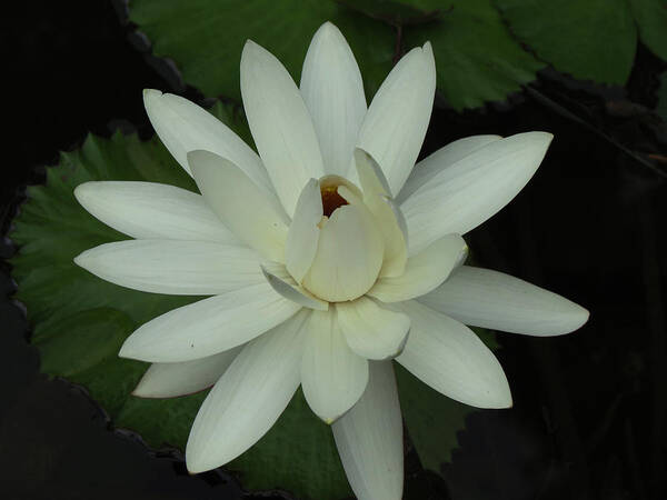 Waterlily Poster featuring the photograph Purity of the Soul by Vijay Sharon Govender