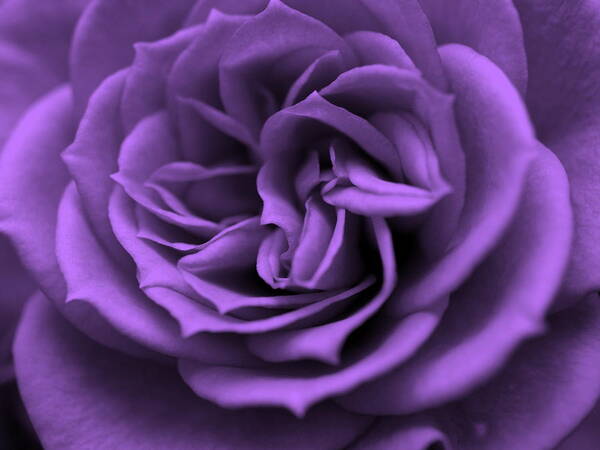 Rose Poster featuring the digital art Purple bliss by Teri Schuster