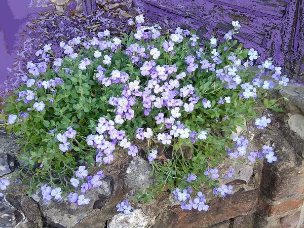 Purple Poster featuring the photograph Purple Flower Textured Photo 1028B by Julia Woodman