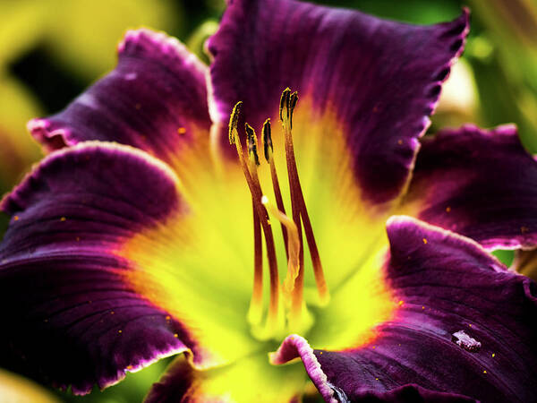 Beautiful Poster featuring the photograph Purple Lily - Close Up by Penny Lisowski