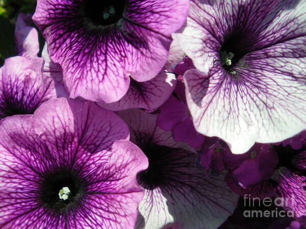Petunia Poster featuring the photograph Purple Petunia Paradise by Sonya Chalmers