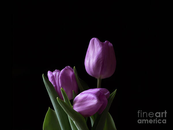 Flower Poster featuring the photograph Purple Tulips by Andrea Silies