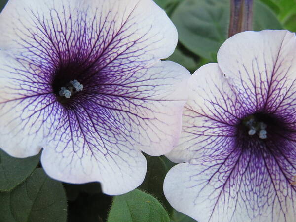Petunia Poster featuring the photograph Purple-veined petunias by Judith Lauter