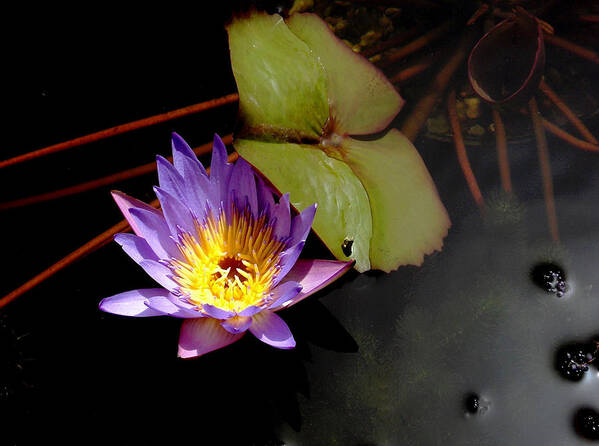 Water Lily Poster featuring the photograph Purple Water Lily by Rosalie Scanlon