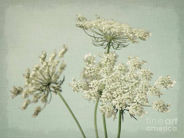 Queen Anne's Lace Print Poster featuring the photograph Queen Anne's Lace- Mint Green by Lucid Mood