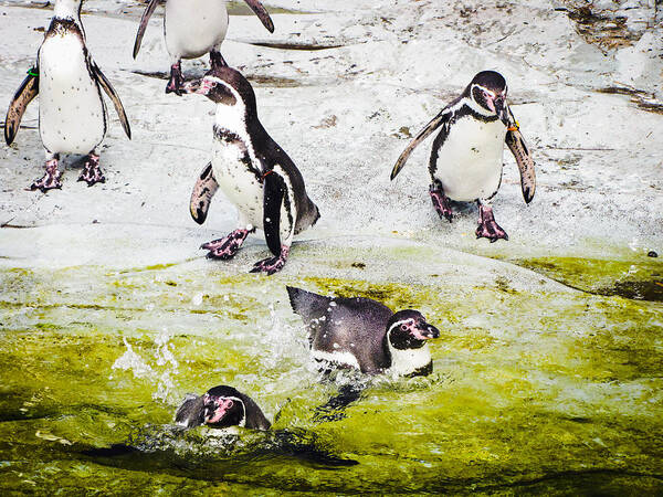 Penguins Poster featuring the photograph Quick Dip by Christina Zizzo