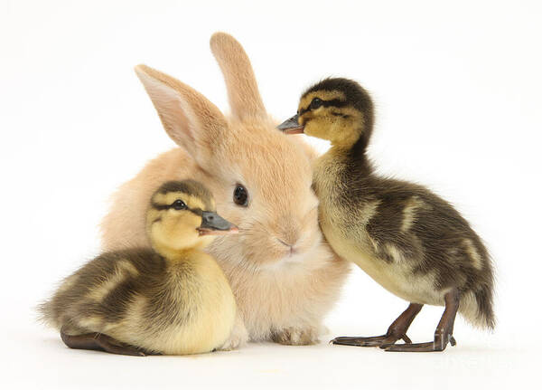 Animal Poster featuring the photograph Rabbit And Ducklings by Mark Taylor