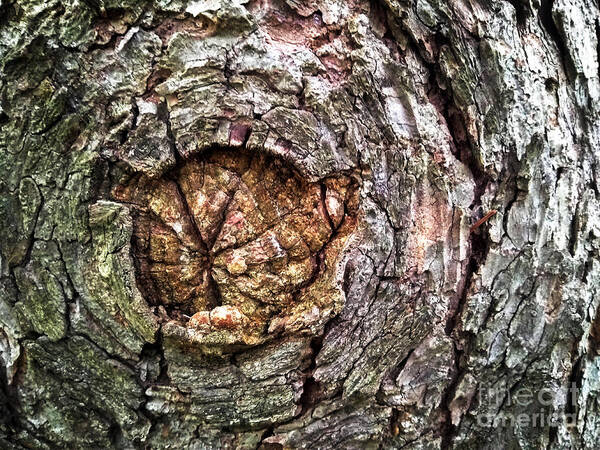 Tree Poster featuring the photograph Radial by Robert Knight