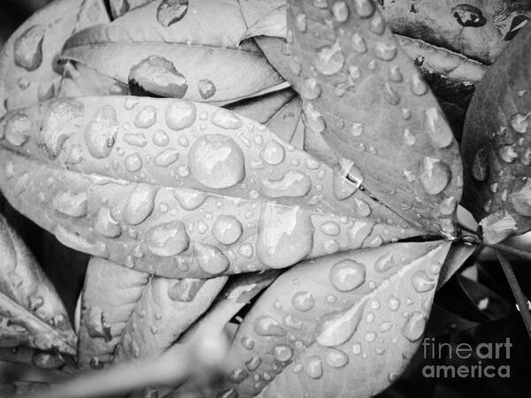 Rain Drops Upon Leaves Reminds Us Of Gods Beauty In Nature; Not Only Does It Feed The Plant But We All Benefit Also :) Poster featuring the photograph Rain Drops by Robin Coaker