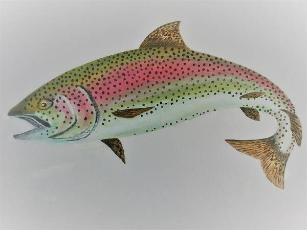 Fish Poster featuring the mixed media Rainbow trout by Nigel Wakefield