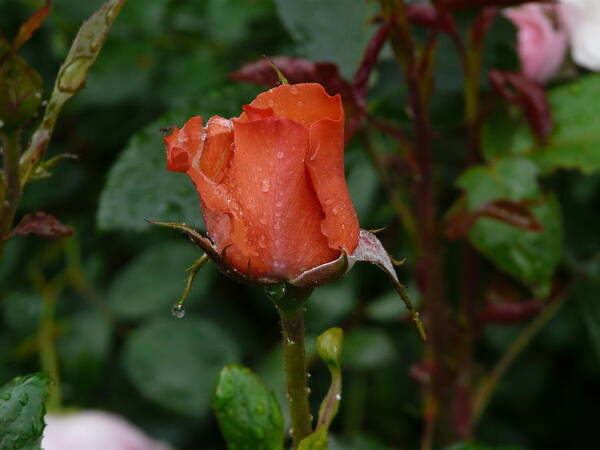 Flower Poster featuring the photograph Rainy Rose Bud by Valerie Ornstein