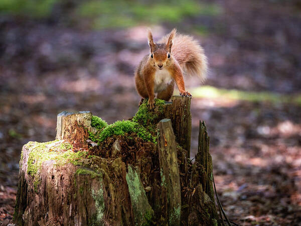 Red Squirrel Poster featuring the photograph Red Alert by Framing Places