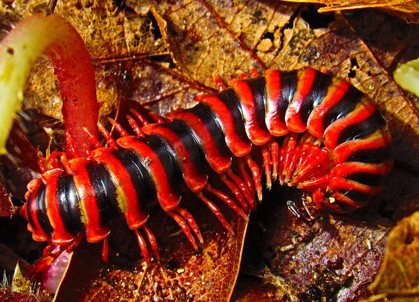 Red Almond Millipede Red And Black Millipede Appalachian Biodiversity Appalachian Entomology Appalachian Insects Appalachian Millipedes Appalachian Fauna Red And Black Bugs Beautiful Bugs Rare Bugs Rare Insects Colorful Bugs North American Insects Wildlife Poster featuring the photograph Red Almond Millipede by Joshua Bales