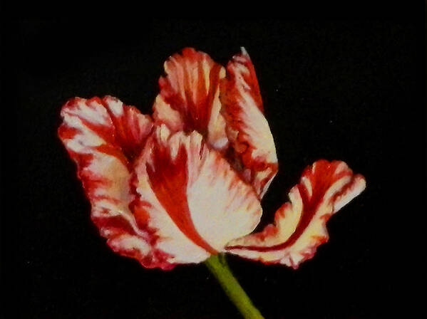 Tulip Poster featuring the painting Red and White Tulip by Sandra Nardone