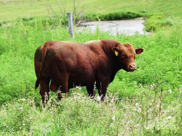 Bovine Poster featuring the photograph Red Angus Bull by J L Zarek