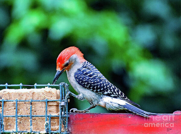 Nature Poster featuring the photograph Red Bellied Woodpecker Feeding by DB Hayes