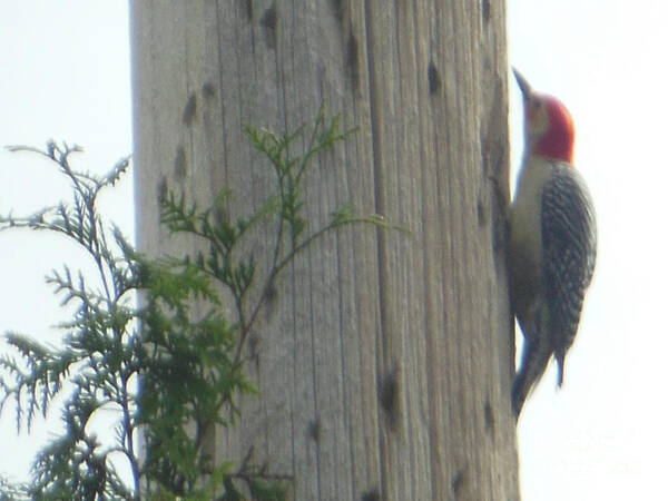 Red Bellied Poster featuring the photograph Red Bellied Woodpecker by Rockin Docks Deluxephotos