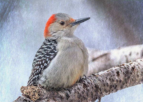 Woodpecker Poster featuring the photograph Red-bellied Woodpecker by Patti Deters