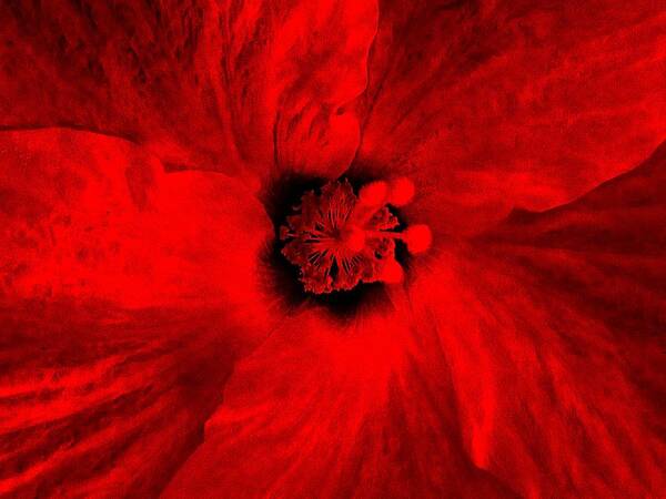  Poster featuring the photograph Red Bloom by Duncan Davies