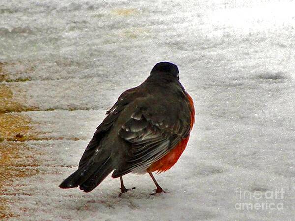 Robin Poster featuring the photograph Red Breasted Robin by Mafalda Cento