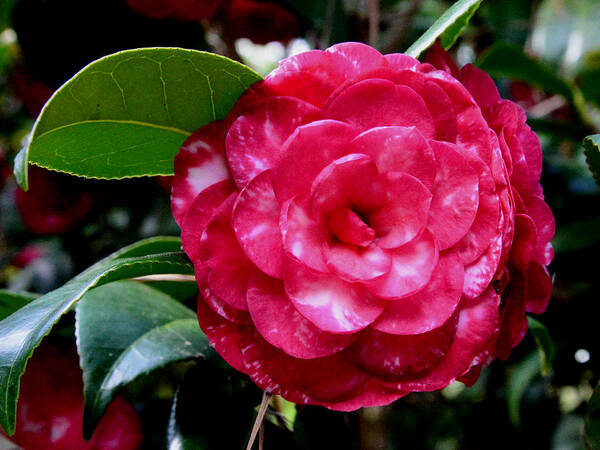 Red Camellia Poster featuring the photograph Red Camellia by Erin Morie