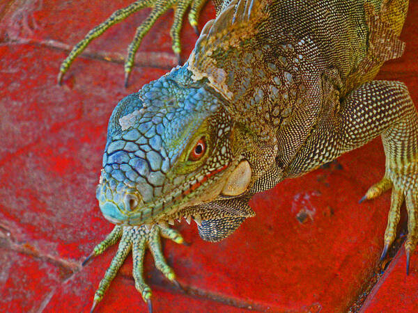 Iguana Poster featuring the photograph Red Eyed Iguana photo by Kelly Smith