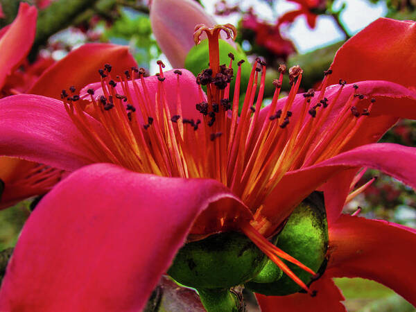 Flower Poster featuring the photograph Red Flower by Cesar Vieira