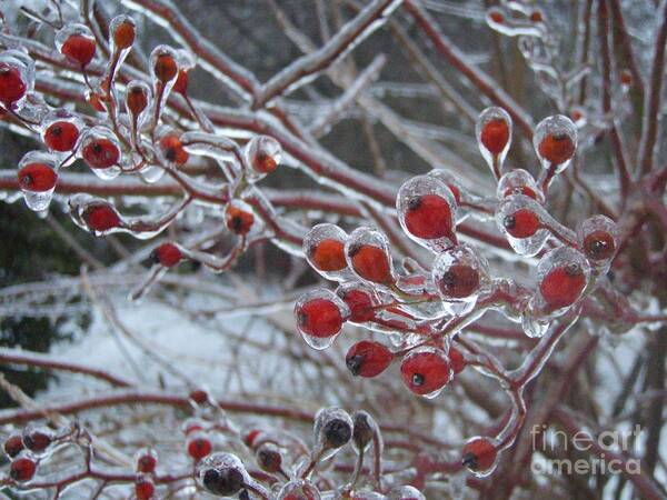 Berries Red Ice Storm Poster featuring the photograph Red Ice Berries by Kristine Nora