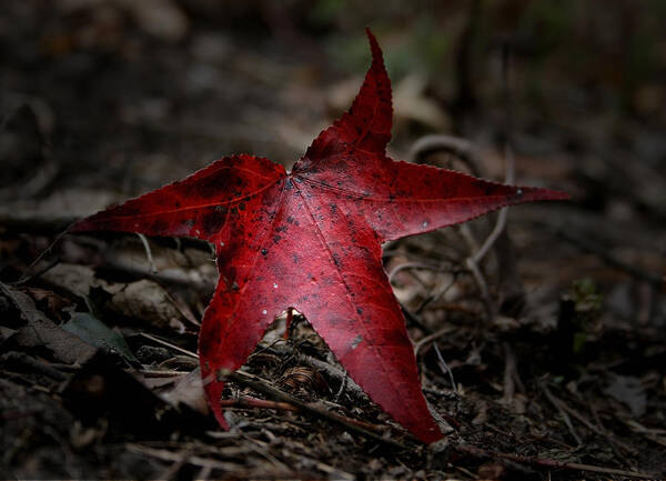 Leaf Poster featuring the photograph Red by Karen Harrison Brown