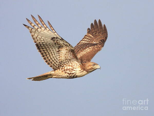 Red Tail Hawk Poster featuring the photograph Red Tailed Hawk 20100101-1 by Wingsdomain Art and Photography