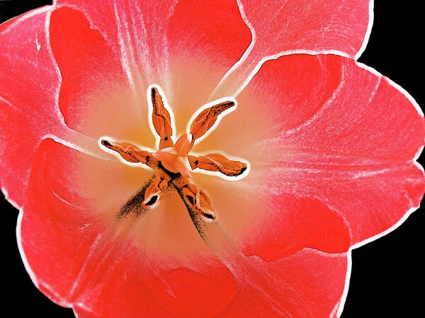 Flower Poster featuring the photograph Red Tulip by Charles Muhle