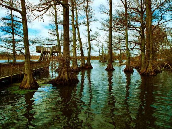 Reelfoot Lake Poster featuring the photograph Reelfoot Beauty by Julie Dant