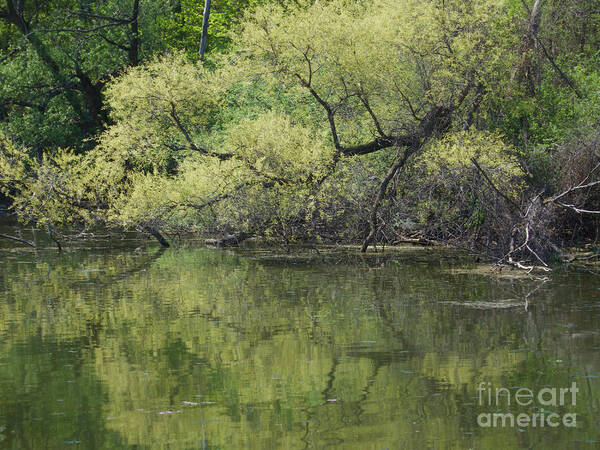 Trees Poster featuring the photograph Reflecting Spring Green by Ann Horn
