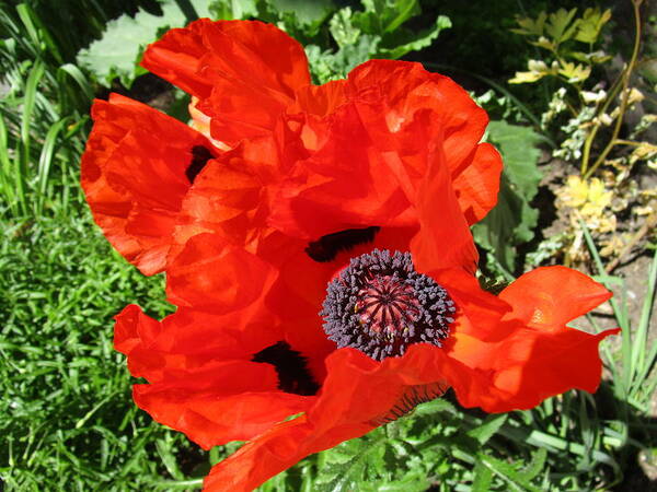 Poppy Poster featuring the photograph Remembrance by Rosita Larsson