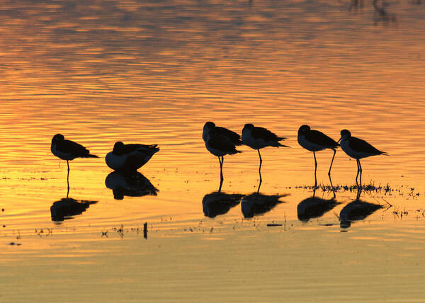 Black Neck Stilt Poster featuring the photograph Rest at the End of a Day by Doug Holck