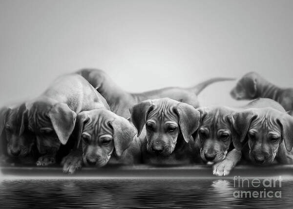 Puppy Poster featuring the photograph Ridgeback Puppies by Mim White